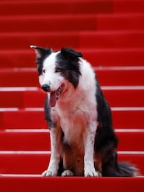 Canine Star Messi Steals the Show at Cannes Film Festival