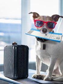 Indian airlines’ rules on travelling with your pets