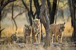 Odisha's Similipal Tiger Reserve is first to shut for monsoon season from June 12