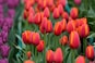 Nine lakh tulips to be planted across Delhi ahead of flowering season