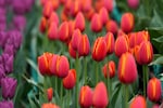 Nine lakh tulips to be planted across Delhi ahead of flowering season