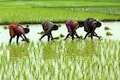 PM-KISAN 17th instalment released: How farmers can check their payment status